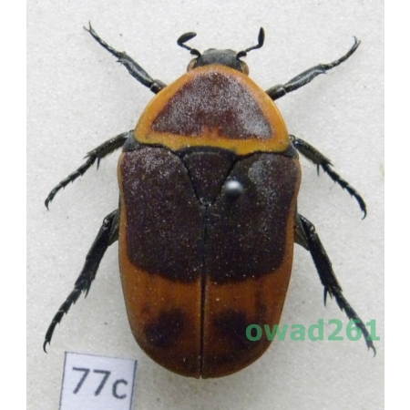 Pachnoda marginata peregrina Kolbe, 1906 Tanzania77c